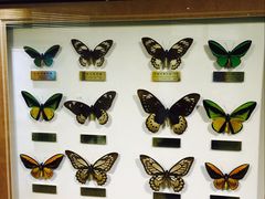 -上海昆虫博物馆