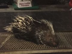 -清迈夜间动物园