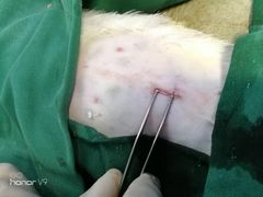 -安安宠医·安宠宠物医院