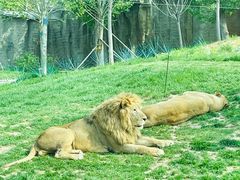 -北京野生动物园