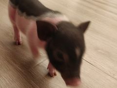 -浣熊柯尔鸭土拨鼠·电玩咖