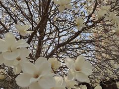 -护国法轮寺