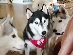 -Husky Go! 哈士奇体验馆·宠物咖啡厅狗咖