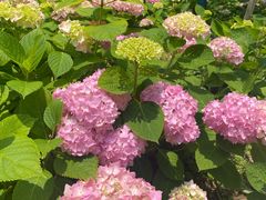 -上海滨江森林公园