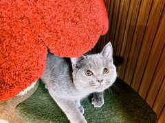 -猫大福·Fortune Cat猫舍(百子湾店)