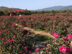 -亚龙湾国际玫瑰谷