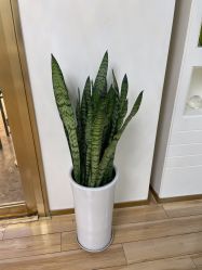 -JUVA欧华医美连锁