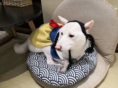 -逗柴咖啡屋·狗咖猫咖宠物桌游