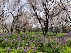 -苏州上方山国家森林公园
