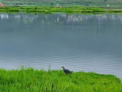 -腾冲北海湿地
