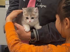 -babydoll猫舍·米努特·德文·缅因(久光中心店)