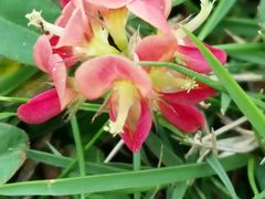 -广州国际生物岛山地公园揽胜园