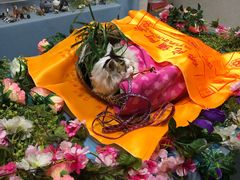 -彩虹桥宠物火化殡葬善终服务(金乐大厦店)