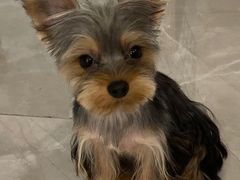 -momokira米努特·德文卷毛猫·棉花面纱犬