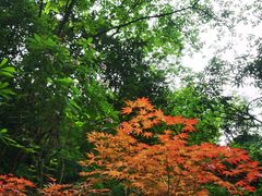 -西岭雪山大飞水景区