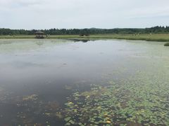 -御道口草原森林风景区