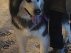 -爱侣宠医·鹦鹉专科·小型哺乳类·异宠专科(灵石路店)