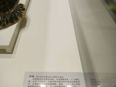 -青岛贝壳博物馆