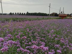 -曲江薰衣草庄园