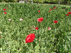 -合肥滨湖国家森林公园