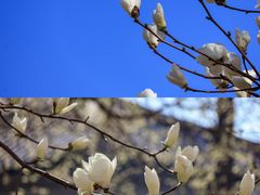 -护国法轮寺