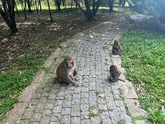 -苏州上方山国家森林公园