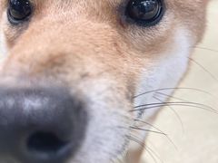 -逗柴咖啡屋·狗咖猫咖宠物桌游