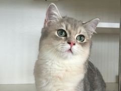 -东方名猫馆·英短金渐层布偶猫舍(环线广场1号楼店)