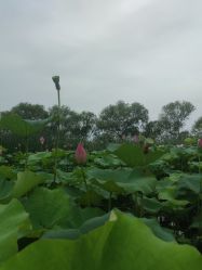 -剑鱼皮划艇俱乐部(石湖基地)