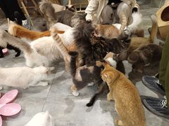 -楼上猫咖(罗湖店)