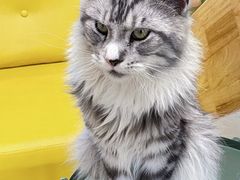 -猫在这儿猫咪咖啡馆·撸猫馆