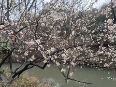-青枫公园