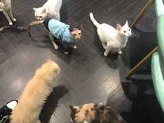 -猫色咖啡·猫咖