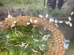 -上海大自然野生昆虫馆(东方明珠·爬宠昆虫探索中心)