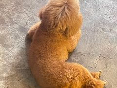 -半坡九号老挝冰咖啡