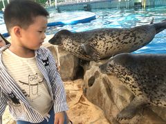 -芜湖新华联大白鲸海洋公园