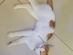 -平行世界·猫咖(首经贸店)