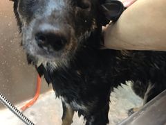 -PETKIT小佩宠物·低压洗护(国顺东路店)