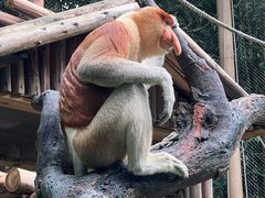 -广州长隆野生动物世界