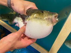 -天正河鲀·河豚亭(大连店)