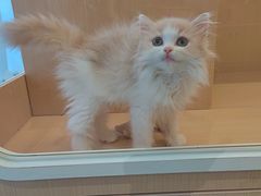 -老吴的猫·猫舍(新区店)