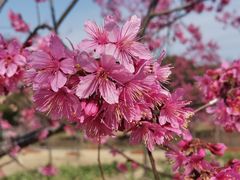 -顾村公园