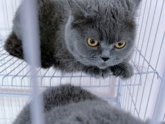 -奶油猫DIY·手工·团建·美陈搭建(宝山万达店)