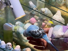 -青石桥花鸟鱼虫市场(叠翠城店)