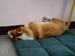 -宠福鑫康馨动物医院·骨科·眼科