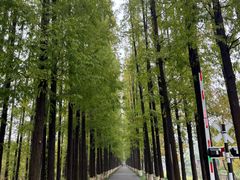 -黄海国家森林公园