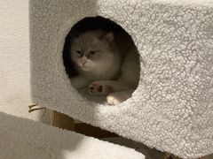 -喵喵咪呀布偶猫咖(春熙路店)