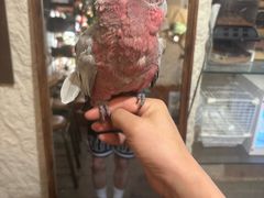 -吉丁鸟咖·异宠·寄养