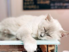 -Heymao猫咖.咖啡厅(东门店)