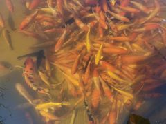 -鹅滋道(甘坑古镇店)